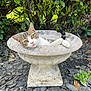 Tito participe au concours pour gagner de l'argent avec cette photo : animal, cat, closeup, curious, daylight, ears, fur, garden, greenery, leaves, nature, outdoor, pet, relaxed, rocks, stone_birdbath, tabby, tail, whiskers, wildlife