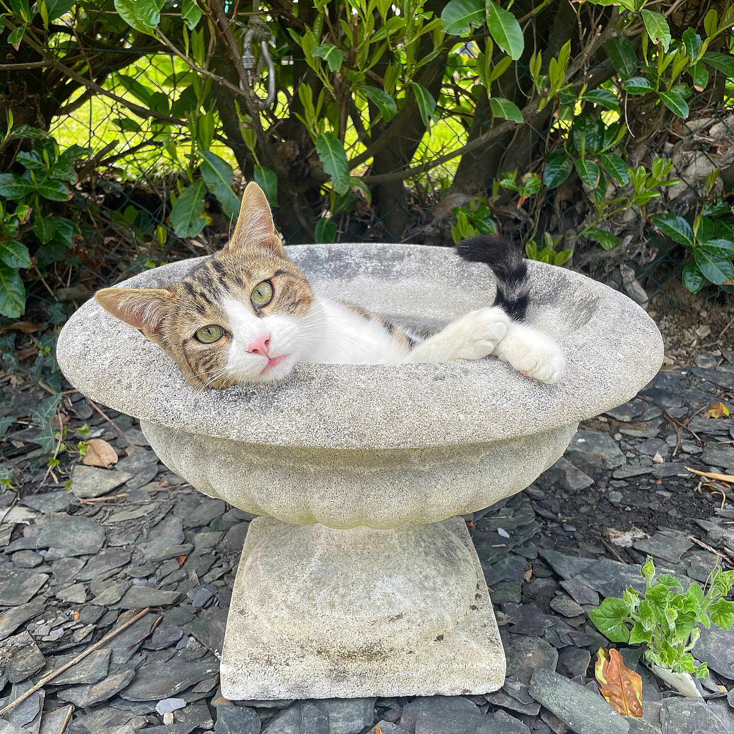 Tito participe au concours pour gagner de l'argent avec cette photo : animal, cat, closeup, curious, daylight, ears, fur, garden, greenery, leaves, nature, outdoor, pet, relaxed, rocks, stone_birdbath, tabby, tail, whiskers, wildlife