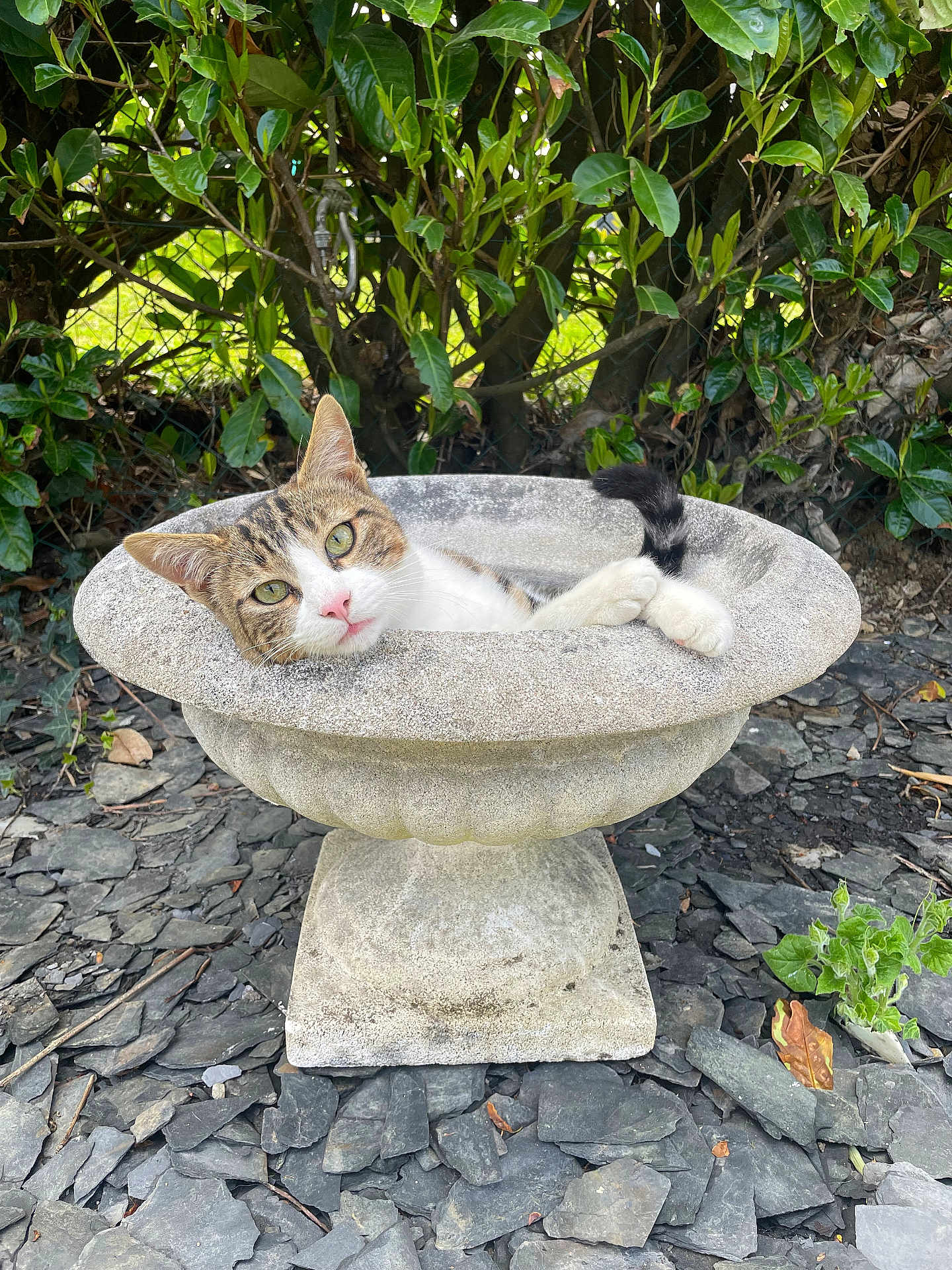 Tito participe au concours pour gagner de l'argent avec cette photo : animal, cat, closeup, curious, daylight, ears, fur, garden, greenery, leaves, nature, outdoor, pet, relaxed, rocks, stone_birdbath, tabby, tail, whiskers, wildlife