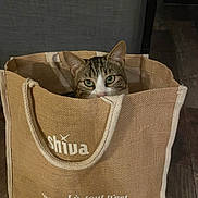 Tito participe au concours pour gagner de l'argent avec cette photo : animal, bag, cat, closeup, cozy, curious, cute, domestic, fabric, feline, floor, green_eyes, home, indoor, jute_bag, peeking, pet, tabby, texture, wooden_floor