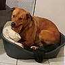 Junior a rejoint le concours — aidez-le/la à gagner de superbes lots ! animal, brown_dog, canine, chew_toy, comfort, cozy, cute, dog, domestic, fur, home, household, indoor, laying, pet, pet_bed, pillow, relaxed, resting, tile_floor