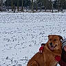 Junior a rejoint le concours — aidez-le/la à gagner de superbes lots ! animal, canine, cold, companion, dog, field, gloves, grass, happy, hat, landscape, nature, outdoor, park, person, pet, season, snow, trees, winter