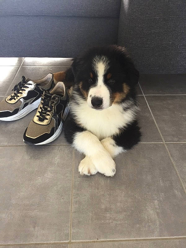 Snow participe au concours pour gagner de l'argent avec cette photo : athletic_shoe, canidae, carmine, carnivore, cloud, companion_dog, dog, dog_breed, floor, flooring, fur, herding_dog, outdoor_shoe, paw, snout, sporting_group, tail, toy_dog, walking_shoe, whiskers