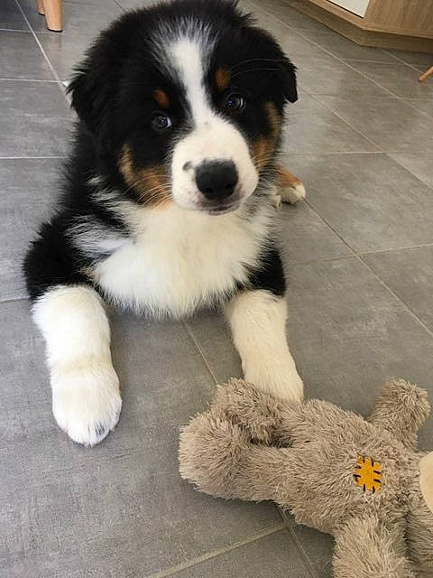 Snow a rejoint le concours — aidez-le/la à gagner de superbes lots ! ancient_dog_breeds, bernese_mountain_dog, canidae, carnivore, companion_dog, dog, dog_breed, flooring, fur, herding_dog, paw, puppy, sporting_group, stuffed_toy, terrestrial_animal, toy, toy_dog, whiskers, working_animal, working_dog