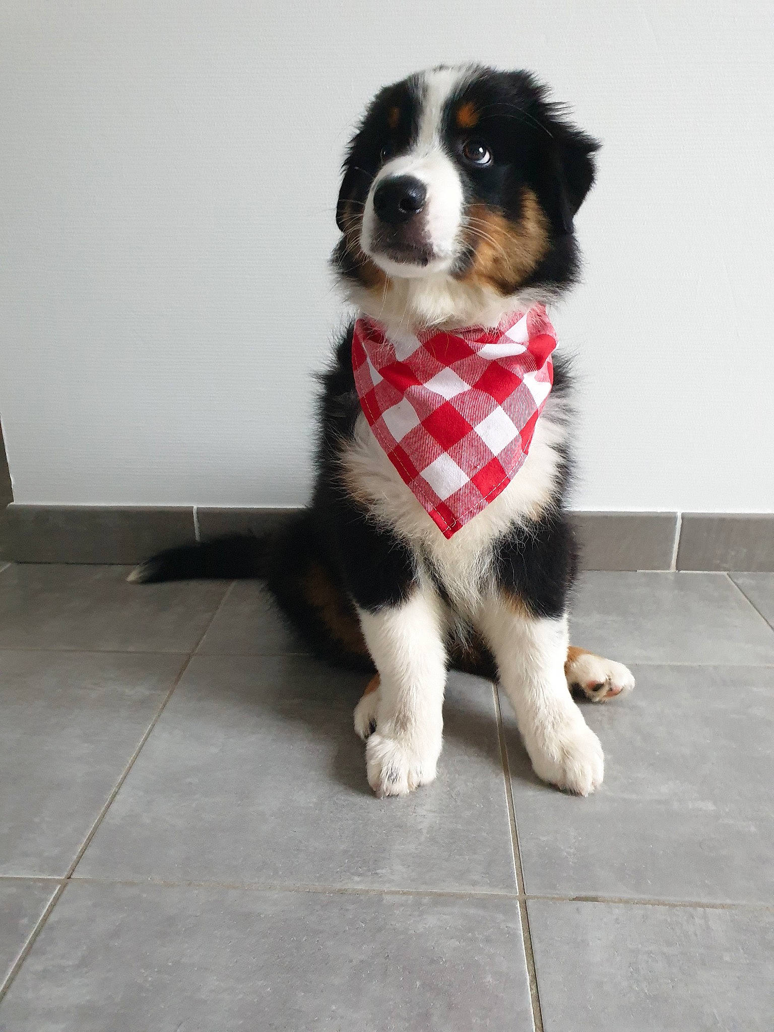 Snow participe au concours pour gagner de l'argent avec cette photo : art, border_collie, canidae, carnivore, collar, companion_dog, dog, dog_breed, dog_collar, flooring, fur, herding_dog, snout, spaniel, sporting_group, tail, tile_flooring, toy_dog, whiskers, working_animal