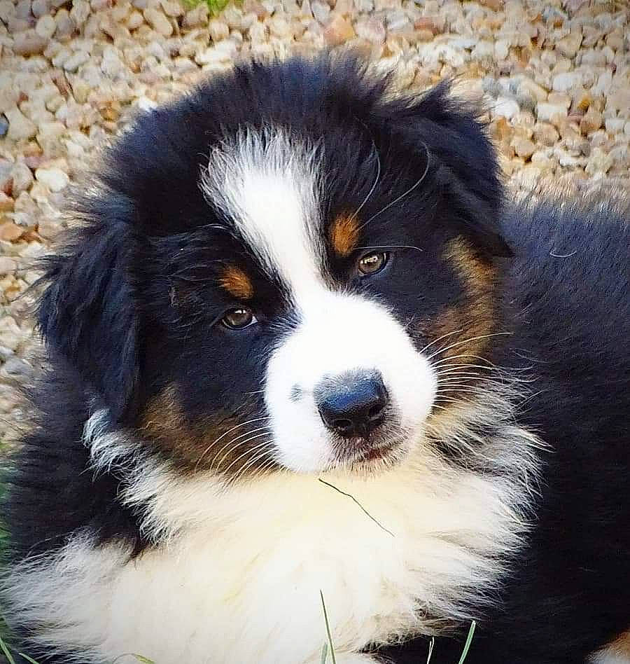 Snow participe au concours pour gagner de l'argent avec cette photo : ball, beaglier, bernese_mountain_dog, bored, canidae, carnivore, companion_dog, dog, dog_breed, fur, herding_dog, snout, sporting_group, terrestrial_animal, working_animal, working_dog