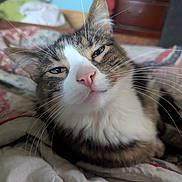 Little Man joined the competition — help win amazing prizes! cat, tabby_cat, close_up, pet, animal, feline, whiskers, bed, blanket, indoor, sleepy, fur, cute, resting, domestic_animal, comfort, cozy, portrait, face, pink_nose