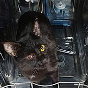 Sheldon is registered to the contest to win money with this photo: black_cat, cat, pet, animal, dishwasher, kitchen_appliance, curious, yellow_eye, one_eye_cloudy, feline, indoor, close_up, metal_surface, domestic_animal, whiskers, ears, fur, looking_up, standing, household