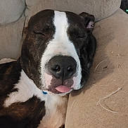 Beast is registered to the contest to win money with this photo: dog, sleeping, couch, close_up, tongue_out, pet, resting, indoors, brown, white, fur, snout, nostrils, ears, collar, relaxed, cozy, home, comfort, face