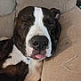 brown, close_up, collar, comfort, couch, cozy, dog, ears, face, fur, home, indoors, nostrils, pet, relaxed, resting, sleeping, snout, tongue_out, white