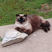 Alfie joined the competition — help win amazing prizes! cat, siamese_cat, blue_eyes, fluffy, outdoor, grass, rock, concrete, chain_link_fence, resting, animal, pet, feline, mammal, nature, relaxed, paw, looking, calm, ground
