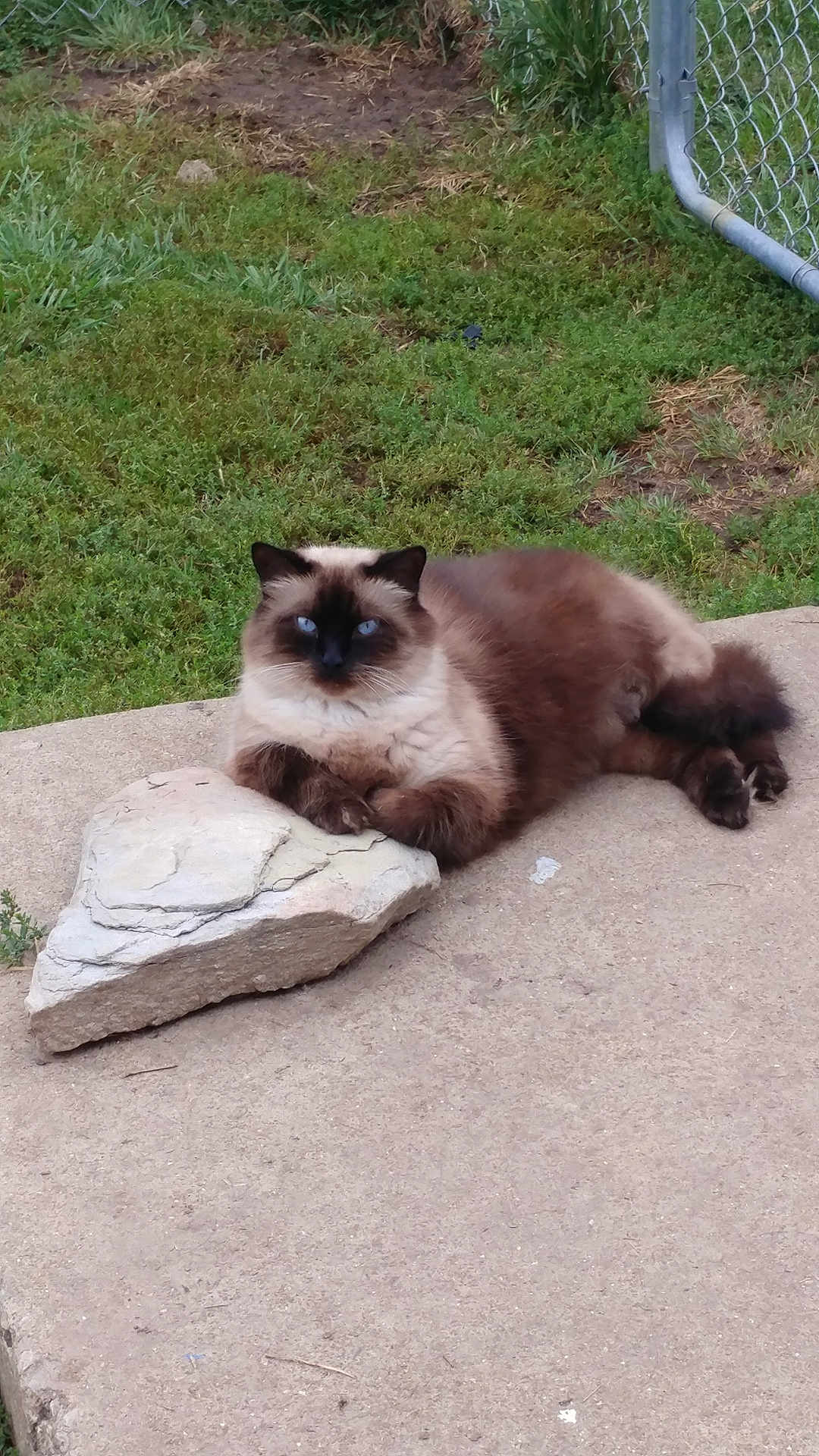 Alfie joined the competition — help win amazing prizes! cat, siamese_cat, blue_eyes, fluffy, outdoor, grass, rock, concrete, chain_link_fence, resting, animal, pet, feline, mammal, nature, relaxed, paw, looking, calm, ground
