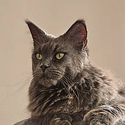 Pixie participe au concours pour gagner de l'argent avec cette photo : animal, calm, cat, close_up, domestic_cat, ears, feline, fluffy_fur, fur_texture, gray_cat, green_eyes, indoor, lounging, natural_light, paws, pet, portrait, relaxed, whiskers, wooden_shelf