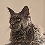 Pixie a rejoint le concours — aidez-le/la à gagner de superbes lots ! cat, gray_cat, fluffy, feline, pet, animal, green_eyes, whiskers, ears, cushion, wooden_surface, indoor, portrait, closeup, sitting, resting, soft_light, domestic_cat, furry, majestic