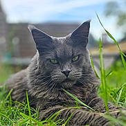 Pixie a rejoint le concours — aidez-le/la à gagner de superbes lots ! cat, gray_cat, animal, pet, outdoor, grass, green_eyes, close_up, fur, whiskers, nature, relaxed, lying_down, mammal, daylight, blue_sky, background_blur, portrait, wildlife, focus