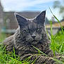 animal, background_blur, blue_sky, cat, close_up, daylight, focus, fur, grass, gray_cat, green_eyes, lying_down, mammal, nature, outdoor, pet, portrait, relaxed, whiskers, wildlife