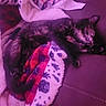 cat, tortoiseshell_cat, sleeping, blanket, couch, indoor, pet, feline, resting, cozy, fur, animal, domestic_animal, relaxation, patterned_blanket, purple_tint, soft_texture, comfort, nap, quiet