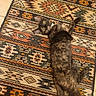 Bucket joined the competition — help win amazing prizes! cat, tortoiseshell, pet, animal, fur, whiskers, ears, eyes, laying_down, floor, rug, patterned_rug, indoor, home, curious, playful, feline, domestic_animal, colorful, texture