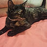 Bucket joined the competition — help win amazing prizes! cat, tortoiseshell_cat, pet, animal, bed, pink_bedspread, legs, white_socks, indoor, resting, feline, fur, whiskers, ears, curious, cozy, relaxed, domestic, companion, home