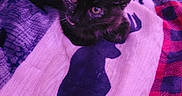 Bucket is registered to the contest to win money with this photo: kitten, cat, animal, pet, feline, blanket, plaid, moose_pattern, cozy, purple_light, indoor, cute, small, fur, resting, comfort, soft, warm, closeup, domestic