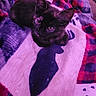 kitten, cat, animal, pet, feline, blanket, plaid, moose_pattern, cozy, purple_light, indoor, cute, small, fur, resting, comfort, soft, warm, closeup, domestic