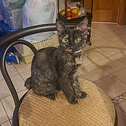 Bucket is registered to the contest to win money with this photo: cat, kitten, tortoiseshell, chair, indoor, tile_floor, fruit_cart, door, storage_bins, plastic_bag, household, pet, feline, curious, sitting, domestic, floor_tiles, black_brown_fur, small_animal, home
