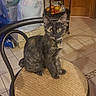 cat, kitten, tortoiseshell, chair, indoor, tile_floor, fruit_cart, door, storage_bins, plastic_bag, household, pet, feline, curious, sitting, domestic, floor_tiles, black_brown_fur, small_animal, home