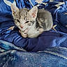animal, blue_blanket, cat, comfort, cozy, cute, domestic_cat, ears, fur, indoor, kitten, moons, nap, pet, resting, sleepy, small, soft, stars, whiskers