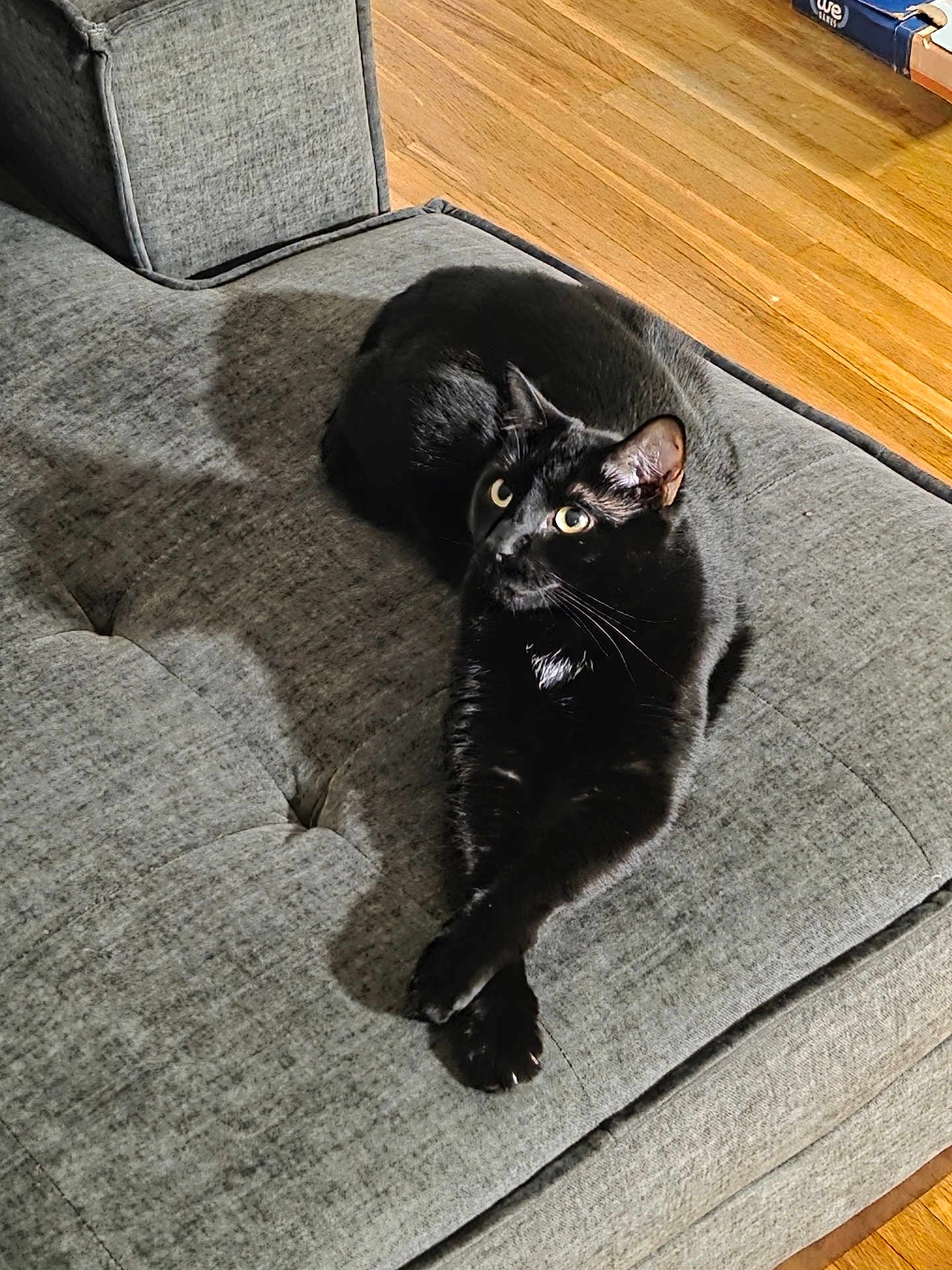 Chase is registered to the contest to win money with this photo: black_cat, cat, pet, animal, sofa, cushion, furniture, wooden_floor, indoor, relaxed, crossed_paws, fur, whiskers, ears, eyes, home, domestic_cat, cozy, resting, curious