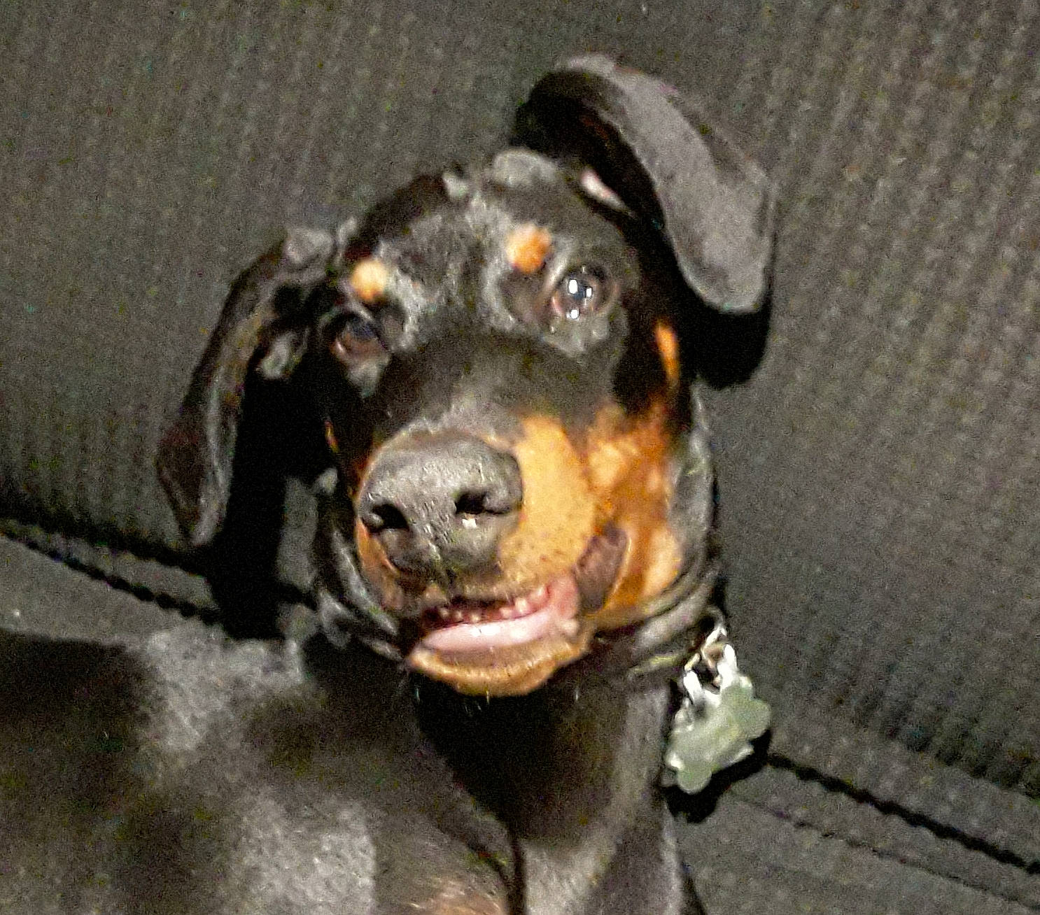 Dobie joined the competition — help win amazing prizes! austrian_black_and_tan_hound, carnivore, collar, companion_dog, dog, dog_breed, fur, guard_dog, hound, hunting_dog, pet_supply, pinscher, scent_hound, sporting_group, whiskers, working_animal, working_dog