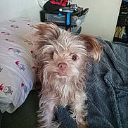 Roxy is registered to the contest to win money with this photo: dog, pet, bed, blanket, fur, indoor, cozy, messy, curious, brown, white, small_dog, paw, blanket_texture, bedroom, door, pillow, stuffed_toy, shelf, casual