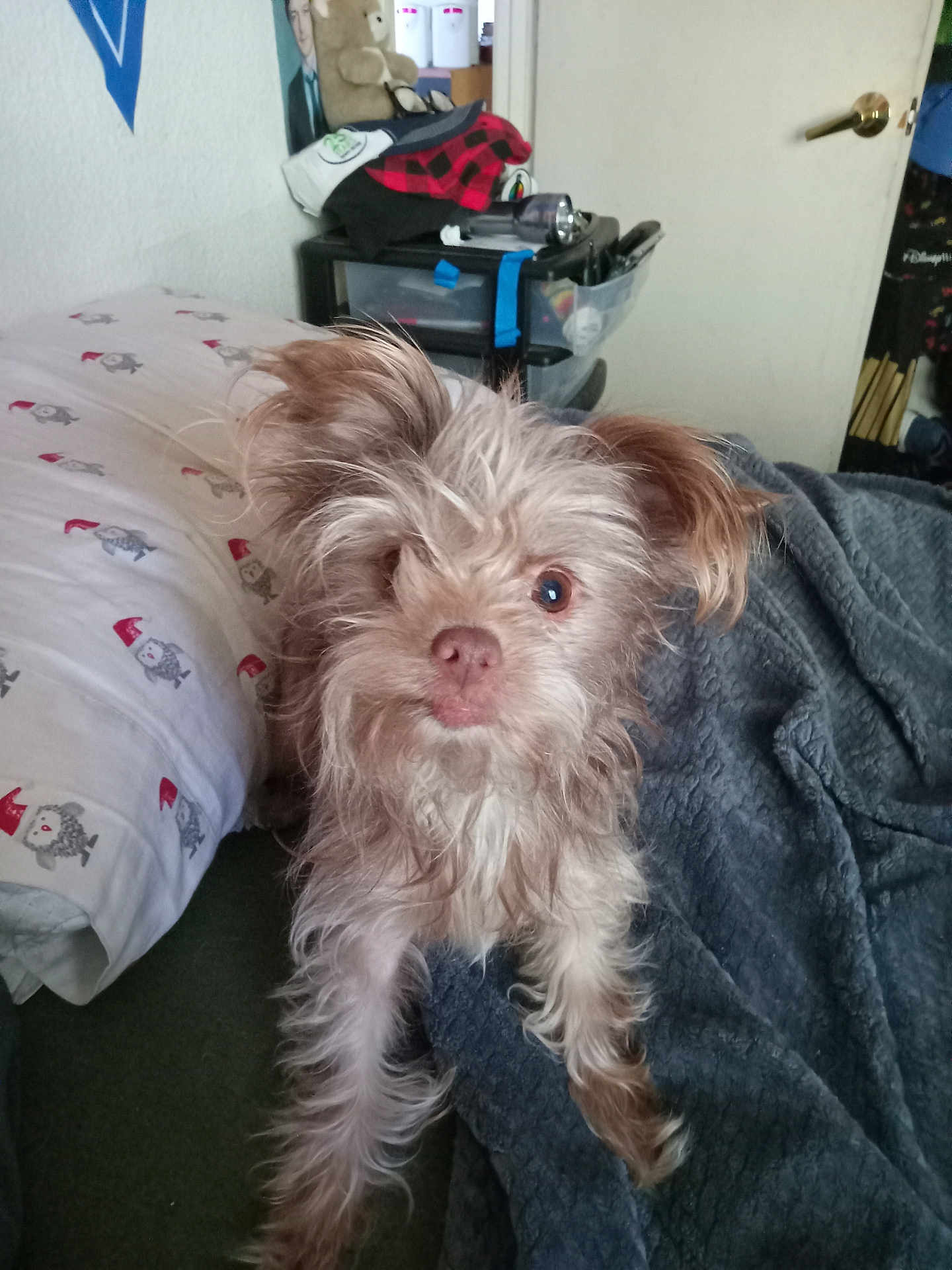 Roxy is registered to the contest to win money with this photo: dog, pet, bed, blanket, fur, indoor, cozy, messy, curious, brown, white, small_dog, paw, blanket_texture, bedroom, door, pillow, stuffed_toy, shelf, casual