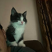 Supra is registered to the contest to win money with this photo: kitten, cat, pet, black_and_white, fur, indoor, shoulder, person, curtains, cozy, cute, animal, small, feline, whiskers, face, young, domestic, companion, curious