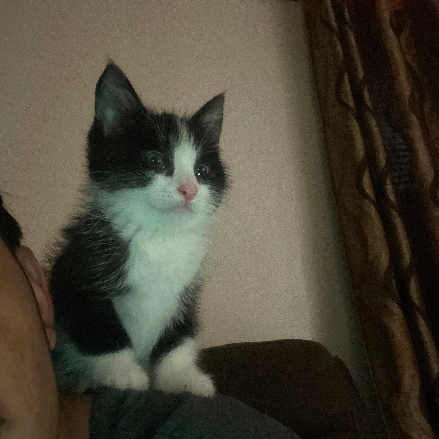 Supra is registered to the contest to win money with this photo: animal, black_and_white, cat, companion, cozy, curious, curtains, cute, domestic, face, feline, fur, indoor, kitten, person, pet, shoulder, small, whiskers, young