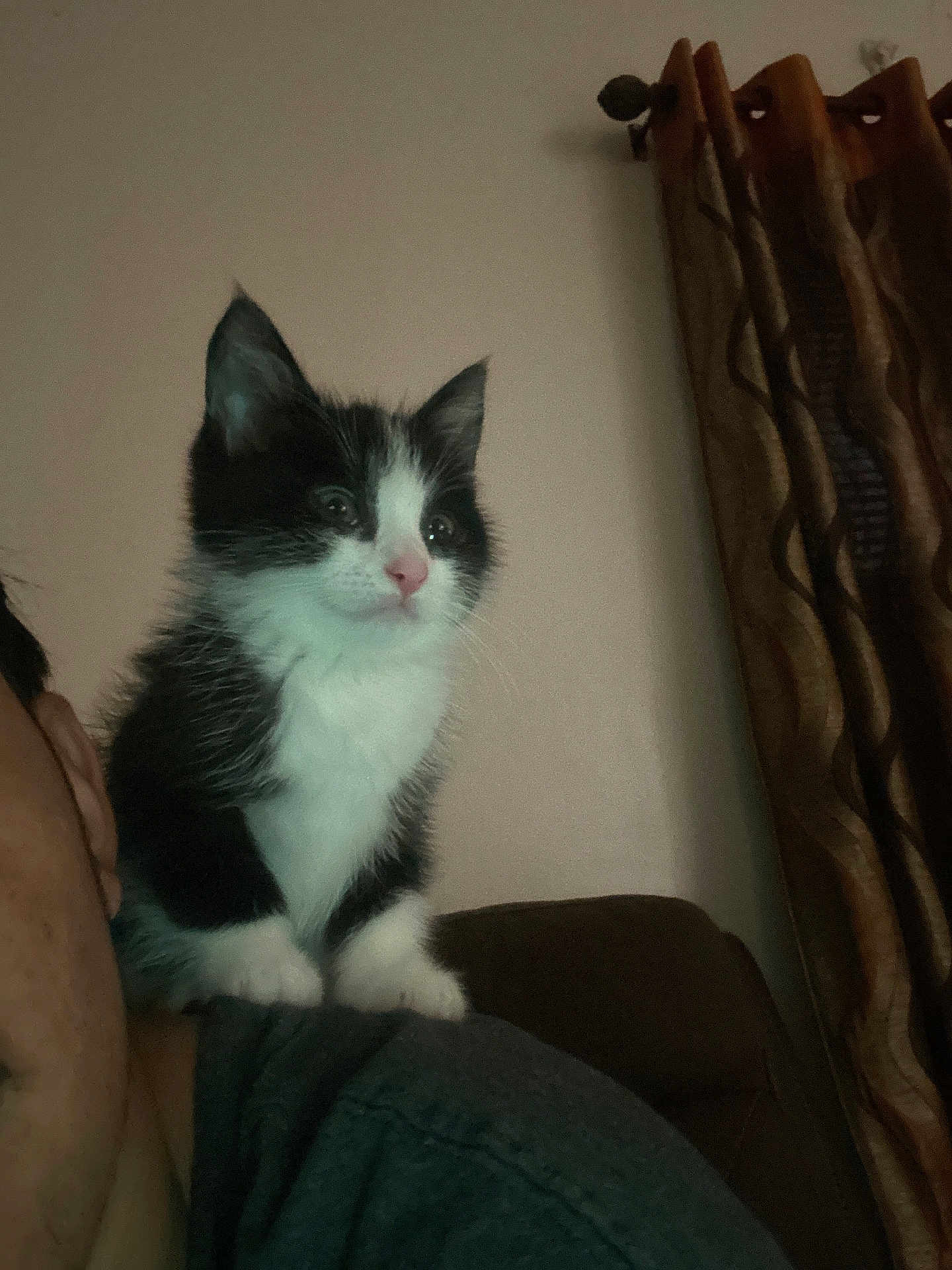 Supra is registered to the contest to win money with this photo: kitten, cat, pet, black_and_white, fur, indoor, shoulder, person, curtains, cozy, cute, animal, small, feline, whiskers, face, young, domestic, companion, curious