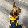 dog, small_dog, clothing, denim_overalls, yellow_shirt, bandana, floor, wooden_floor, pet, cute, animal, sitting, fur, ears, indoor, casual, puppy, brown_fur, patch, denim