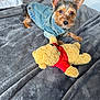 Royce Lopez is registered to the contest to win money with this photo: dog, denim_jacket, blanket, teddy_bear, stuffed_toy, soft_texture, pet, cute, small_dog, ears, looking, indoor, bed, plush, animal, fur, toy, cozy, resting, attention