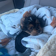 Royce Lopez joined the competition — help win amazing prizes! puppy, dog, blanket, car_seat, cozy, fur, small_dog, pet, animal, cute, wrapped, soft_texture, indoors, seatbelt, toy, resting, looking, brown_and_black, young_dog, curious