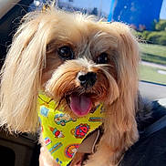 Mocha Lopez joined the competition — help win amazing prizes! animal, bandana, car_interior, closeup, companion, cute, dog, fluffy, fur, hand, happy, indoors, pet, portrait, seat, small_dog, sunlight, tongue_out, window, yellow_bandana