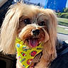 dog, small_dog, fluffy, bandana, yellow_bandana, pet, car_interior, sunlight, tongue_out, happy, hand, window, seat, fur, cute, companion, animal, portrait, closeup, indoors
