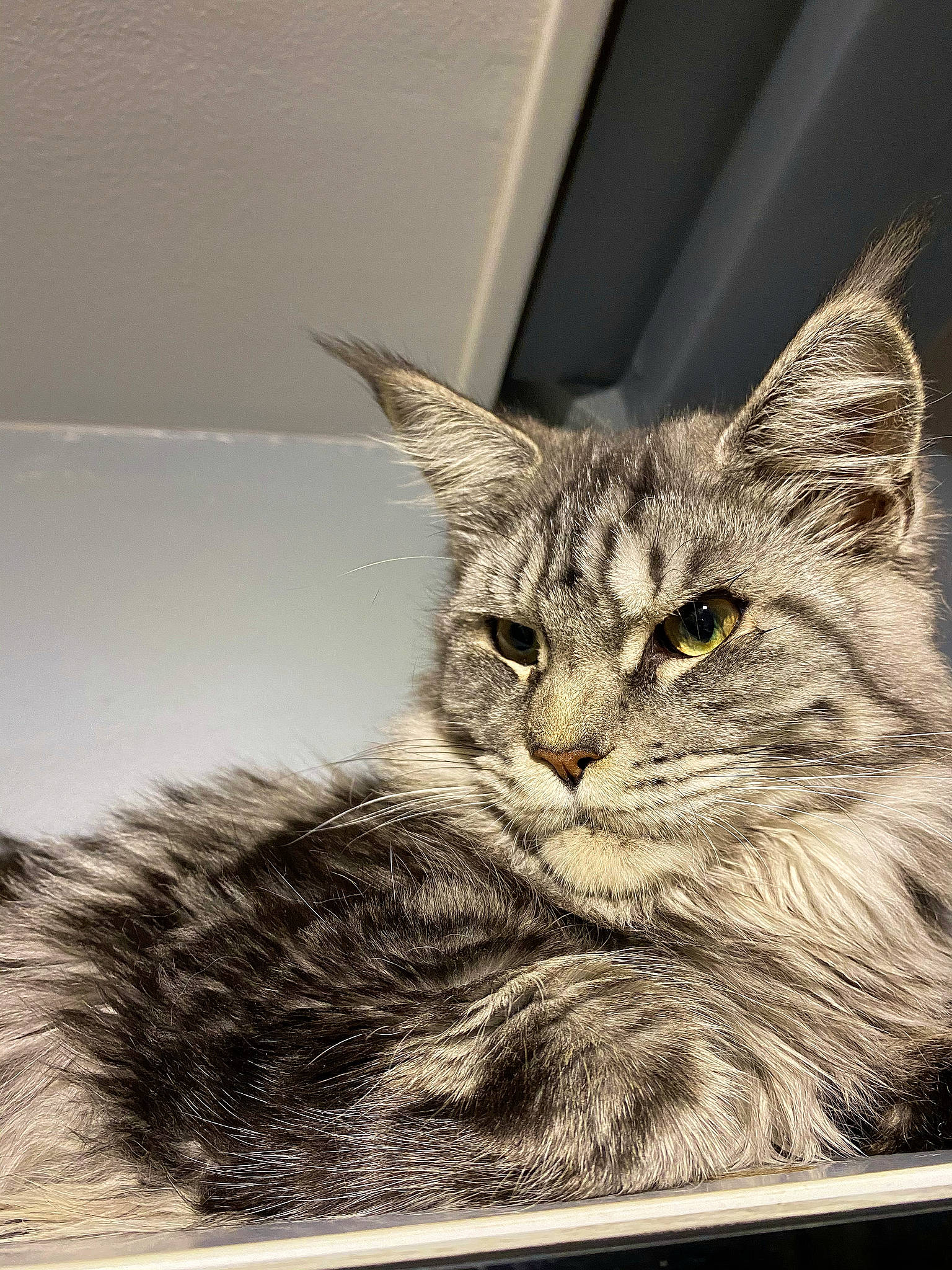 Romance participe au concours pour gagner de l'argent avec cette photo : carnivore, cat, curious, felidae, fur, small_to_medium_sized_cats, snout, vertebrate, whiskers