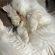 Mia a rejoint le concours — aidez-le/la à gagner de superbes lots ! cat, white_cat, fluffy, sleepy, pet, indoor, fur, close_up, cute, relaxed, animal, whiskers, pink_nose, resting, soft, cozy, feline, domestic_animal, adorable, curled_up