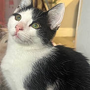 Niko is registered to the contest to win money with this photo: cat, black_and_white, green_eyes, close_up, indoor, pet, fur, whiskers, curious, domestic_animal, mammal, cute, portrait, feline, animal, young_cat, looking_up, soft_light, indoor_lighting, close_range