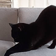 Mia a rejoint le concours — aidez-le/la à gagner de superbes lots ! animal, architecture, armchair, blackcat, building, cat, chair, couch, cushion, furniture, head, homedecor, indoors, livingroom, manx, person, pet, room, silhouette