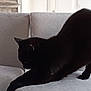 animal, architecture, armchair, blackcat, building, cat, chair, couch, cushion, furniture, head, homedecor, indoors, livingroom, manx, person, pet, room, silhouette
