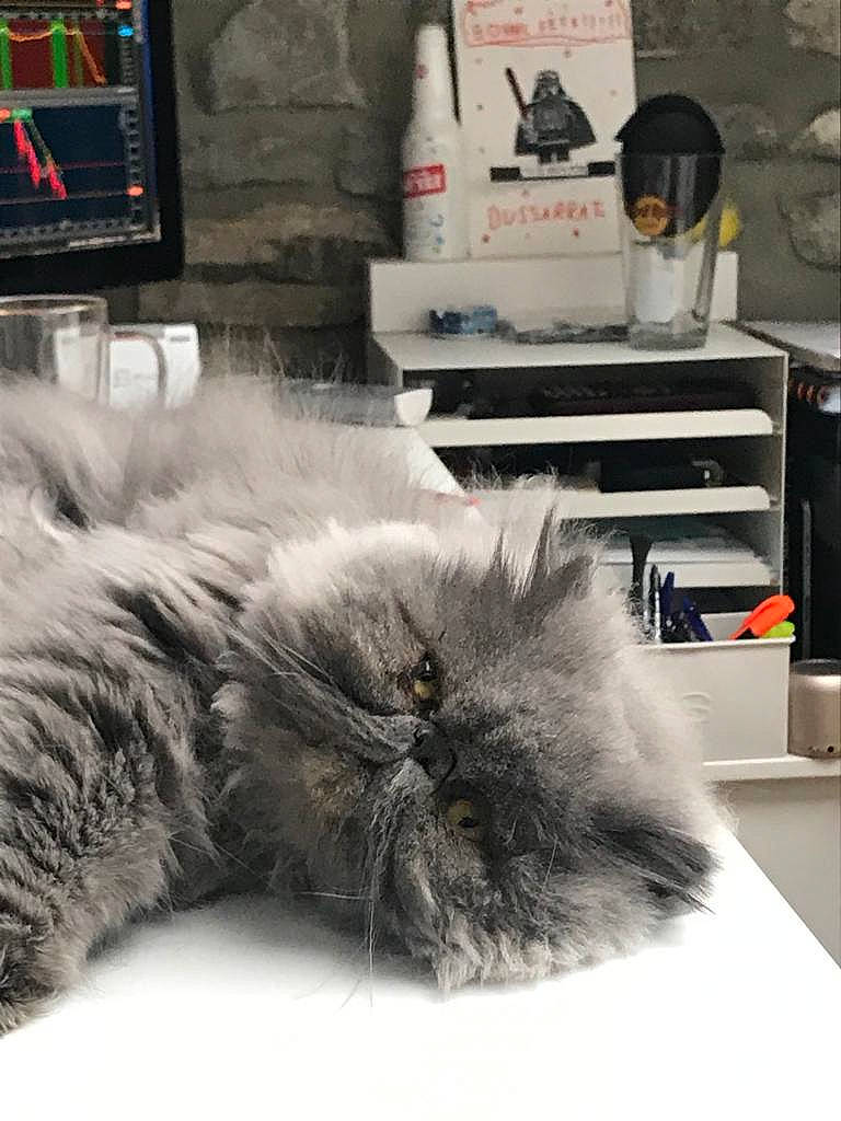 Léon participe au concours pour gagner de l'argent avec cette photo : british_longhair, british_semi_longhair, carnivore, cat, domestic_long_haired_cat, felidae, fur, kitten, nap, norwegian_forest_cat, persian, ragamuffin, room, small_to_medium_sized_cats, snout, tail, whiskers