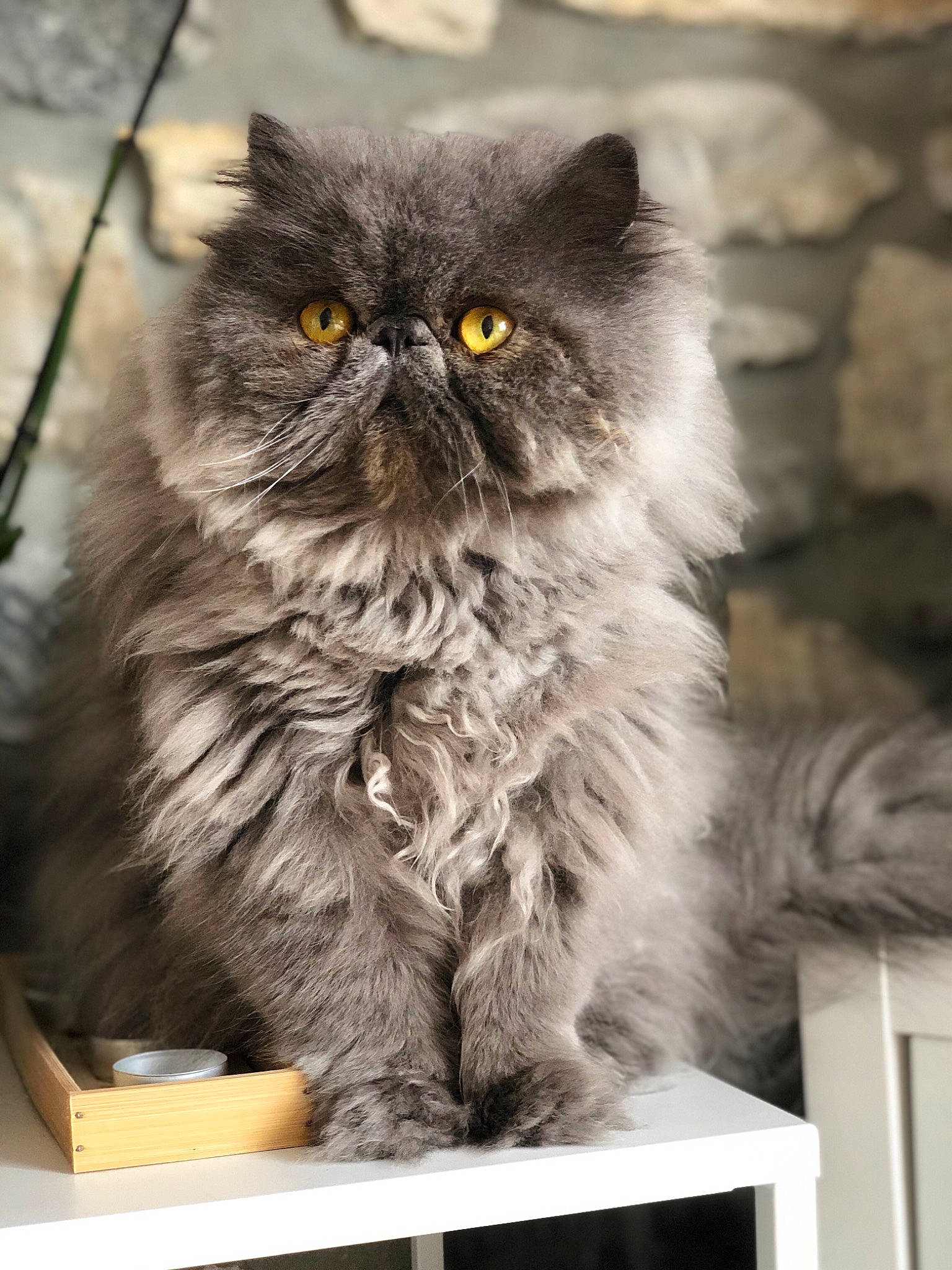 Léon a rejoint le concours — aidez-le/la à gagner de superbes lots ! asian, asian_semi_longhair, british_longhair, british_semi_longhair, carnivore, cat, domestic_long_haired_cat, fawn, felidae, kitten, mammal, napoleon_cat, norwegian_forest_cat, persian, ragamuffin, siberian, small_to_medium_sized_cats, snout, vertebrate, whiskers