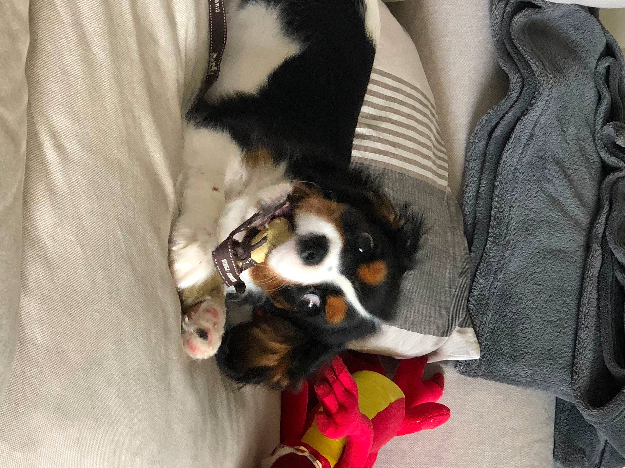 Camille participe au concours pour gagner de l'argent avec cette photo : bernese_mountain_dog, canidae, carnivore, cavalier_king_charles_spaniel, companion_dog, dog, dog_breed, entlebucher_mountain_dog, king_charles_spaniel, mammal, phalene, puppy, puppy_love, spaniel, sporting_group, toy_dog, vertebrate