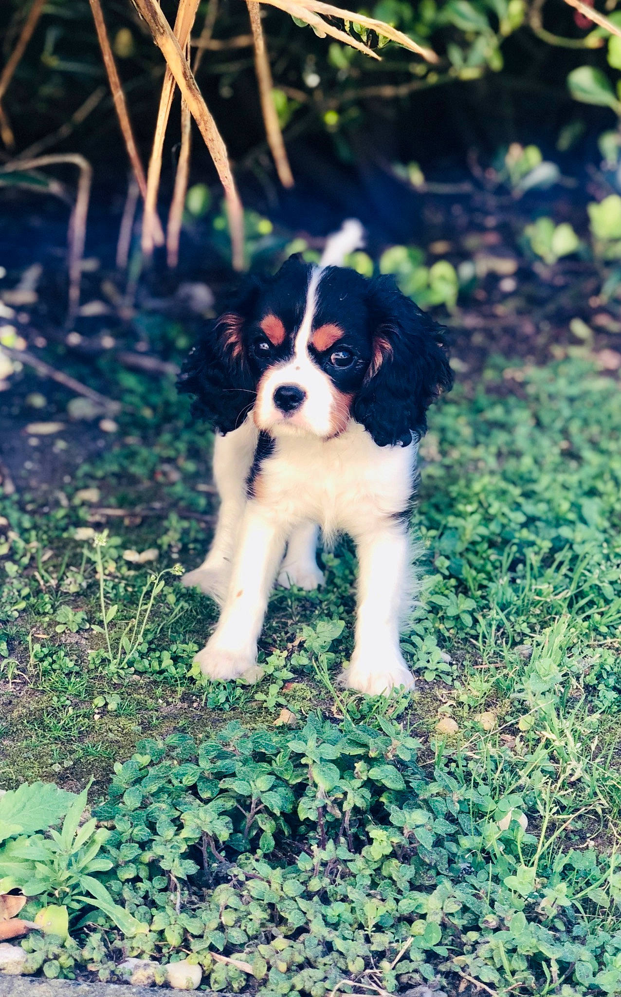 Camille a rejoint le concours — aidez-le/la à gagner de superbes lots ! canidae, carnivore, cavalier_king_charles_spaniel, companion_dog, dog, dog_breed, drentse_patrijshond, king_charles_spaniel, mammal, miniature_australian_shepherd, puppy, rare_breed_dog, spaniel, sporting_group, vertebrate