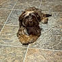 Abrams joined the competition — help win amazing prizes! animal, brown_fur, calm, canine, companion, cream_fur, cute, dog, domestic_animal, flooring, fluffy, fur, home, indoor, looking_at_camera, lying_down, pet, relaxed, small_dog, tile_floor